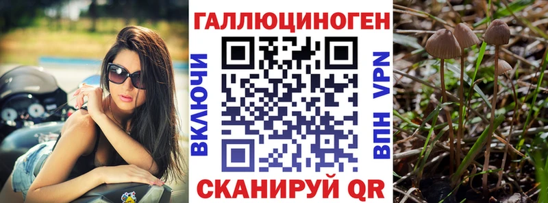 Галлюциногенные грибы Psilocybe Нововоронеж